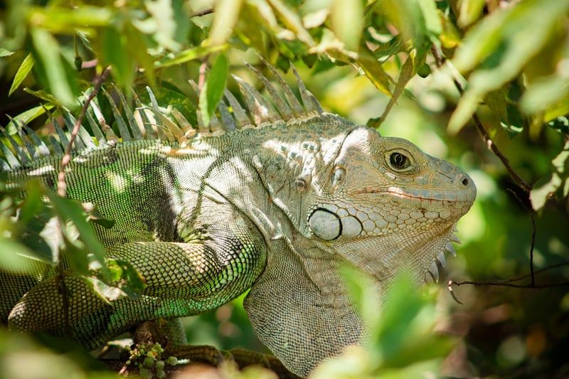 iguane